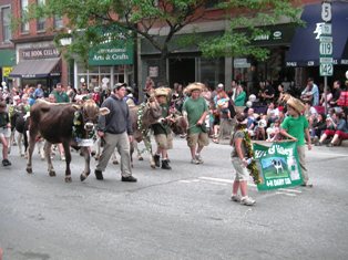 Strolling of the Heifers, 7Jun08